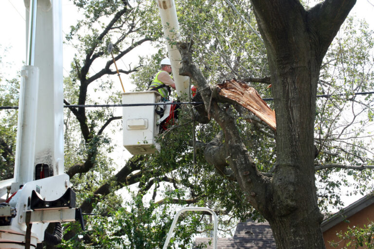 Emergency Tree Service: Handling Urgent Tree Situations