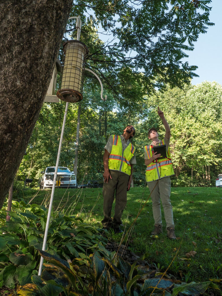 The Importance of Tree Inspection for a Healthy Landscape