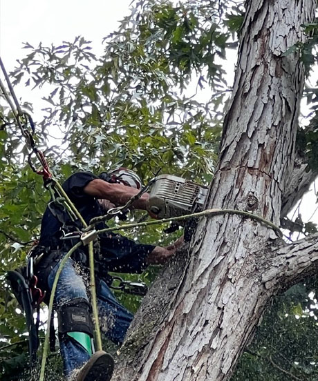 Alabama Emergency Tree service