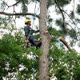 Birmingham Alabama Tree Removal